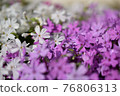 Moss phlox with raindrops 76806313