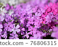 Moss phlox after the rain 76806315