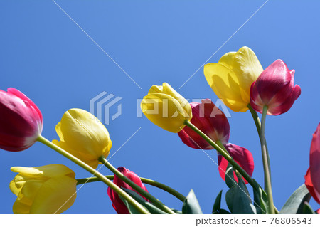 Bright color tulips, flower image material, home gardening, fields, flower fields 76806543