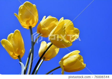 Yellow tulips, flower image material, home gardening, fields, flower fields 76806544