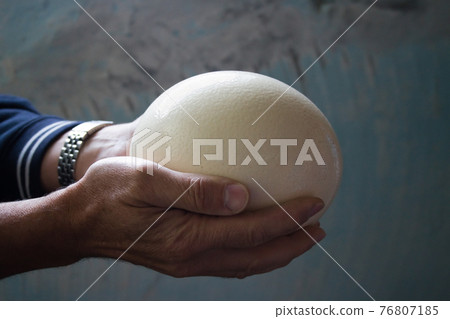 large ostrich egg in male hands large ostrich egg in male hands 76807185