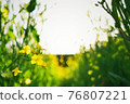 Rape flower road 76807221