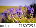 Muscari beginning to die 76807258