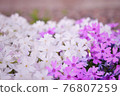 Moss phlox blooming in spring 76807259