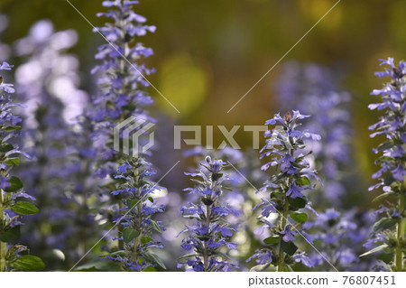 Ajugareptans dyed in the setting sun 76807451