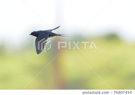 燕子在天空中輕輕飛舞 春天到來的圖片 76807454