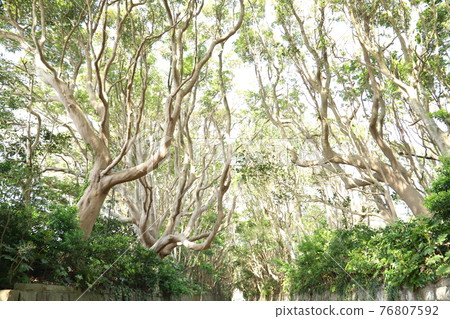 Stunning marine trees on the approach to Sakatsura Isozaki Shrine Stunning marine trees on the approach to Sakatsura Isozaki Shrine 76807592