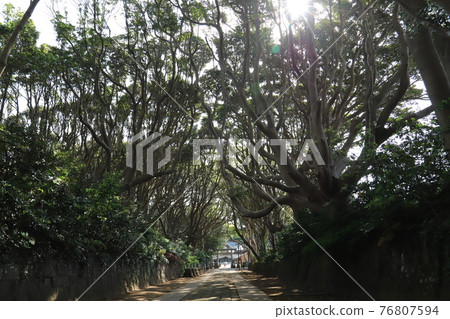 Stunning marine trees on the approach to Sakatsura Isozaki Shrine Stunning marine trees on the approach to Sakatsura Isozaki Shrine 76807594