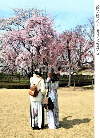 Cherry-blossom viewing of young Vietnamese women Cherry-blossom viewing of young Vietnamese women 76807700