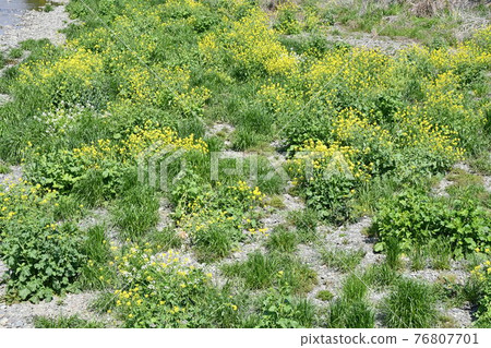 Rape blossoms that bloomed all over to fill the riverbed Rape blossoms that bloomed all over to fill the riverbed 76807701
