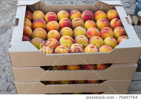 ripe peaches stacked in boxes, harvesting ripe peaches stacked in boxes, harvesting 76807764