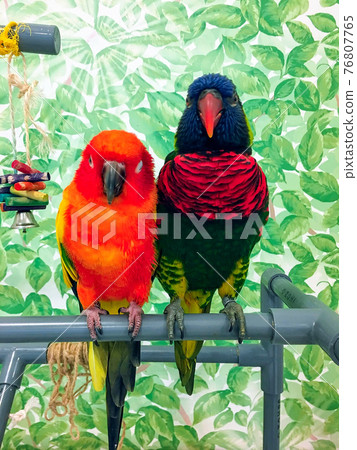 Two birds facing the front side by side Two birds facing the front side by side 76807765