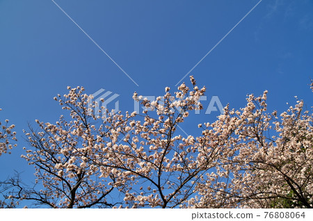 櫻花春天 櫻花春天 76808064