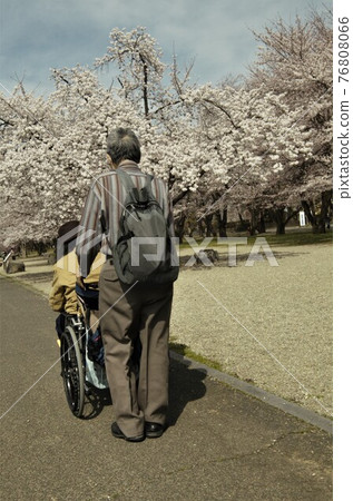 坐輪椅賞櫻花 坐輪椅賞櫻花 76808066