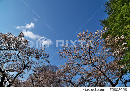 Sakura spring Sakura spring 76808068