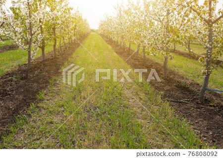 flowering cherry trees, many trees, the general plan of shooting 76808092