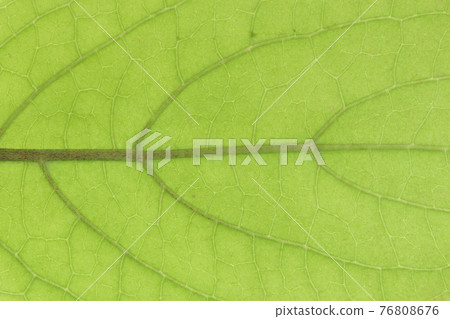 Young leaves and veins of Amacha (Amacha) Young leaves and veins of Amacha (Amacha) 76808676