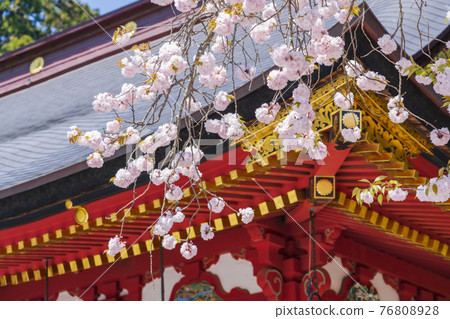 宮城縣鹽釜市鹽釜神社（Shiogama Shrine）和盛開的鹽釜櫻花（Shiogama Sakura） 76808928