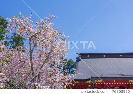 Shiogama Shrine (Shiogama Shrine) and Shiogama Sakura in full bloom (Shiogama Sakura), Shiogama City, Miyagi Prefecture Shiogama Shrine (Shiogama Shrine) and Shiogama Sakura in full bloom (Shiogama Sakura), Shiogama City, Miyagi Prefecture 76808930