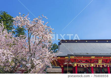 Shiogama Shrine (Shiogama Shrine) and Shiogama Sakura in full bloom (Shiogama Sakura), Shiogama City, Miyagi Prefecture Shiogama Shrine (Shiogama Shrine) and Shiogama Sakura in full bloom (Shiogama Sakura), Shiogama City, Miyagi Prefecture 76808938