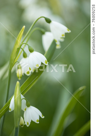 Close up of white snowflakes flowers in sunny day in a forest. 76809258