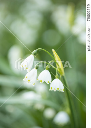 Close up of white snowflakes flowers in sunny day in a forest. 76809259