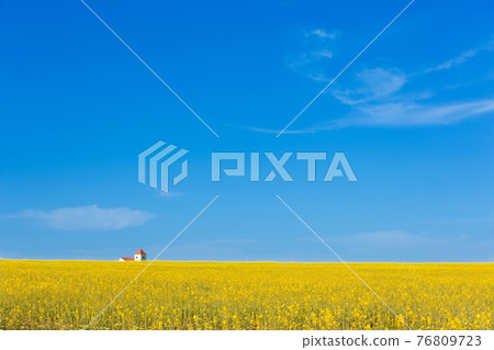 field of yellow rapeseed, oilseed crop, blue sky and house standing on the border of field and sky, white cloud field of yellow rapeseed, oilseed crop, blue sky and house standing on the border of field and sky, white cloud 76809723