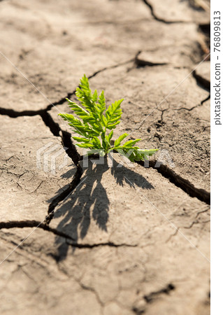 a young green plant in a dry brown earth among cracks, a concept of ecology 76809813