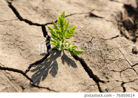 a young green plant in a dry brown earth among cracks, a concept of ecology 76809814