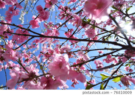Flowers Flowers 76810009