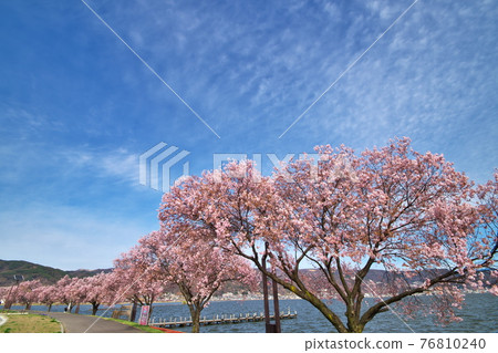 Sakura cherry blossom trees 76810240