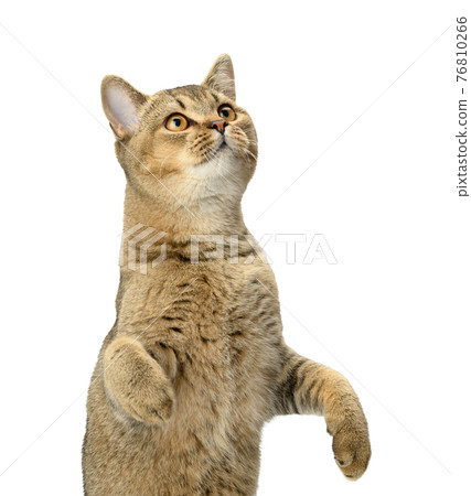 Kitten golden ticked Scottish chinchilla straight sits on a white background 76810266