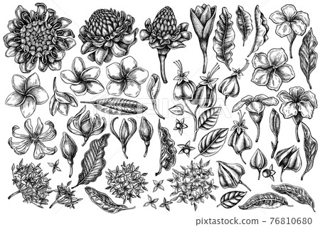 Vector set of hand drawn black and white plumeria, allamanda, clerodendrum, champak, etlingera 76810680