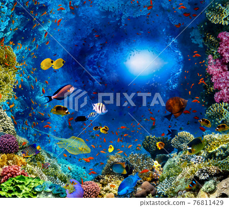 Group of scuba divers exploring coral reef. Underwater sports and tropical vacation concept Group of scuba divers exploring coral reef. Underwater sports and tropical vacation concept 76811429