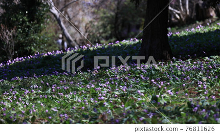 臨時的花朵 76811626