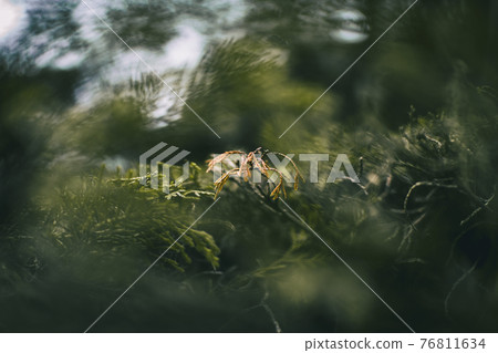 green leaves close up of cupressus in nature green leaves close up of cupressus in nature 76811634
