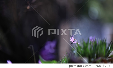 Temporary flowers 76811707