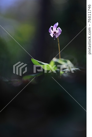 Temporary flowers Temporary flowers 76811746