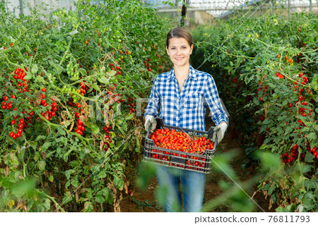 Woman farmer carrying box with cherry tomatoes Woman farmer carrying box with cherry tomatoes 76811793
