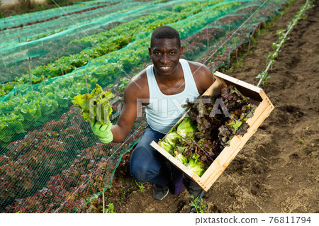 African man holding harvest of lettuce 76811794