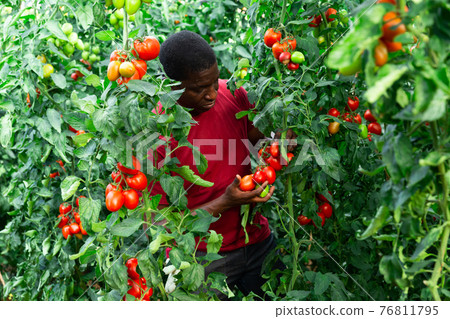 Aframerican farm worker gathering crop of tomatoes in hothouse 76811795