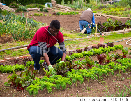 Serious gardener checks plants in the garden 76811796