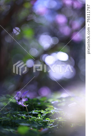 臨時的花朵 臨時的花朵 76811797
