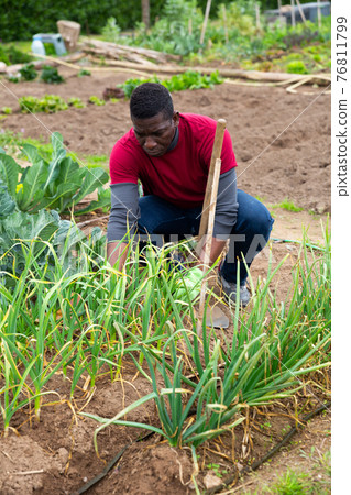 Attentive gardener caring for plants in his garden Attentive gardener caring for plants in his garden 76811799