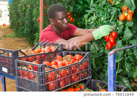 Afro male farmer harvesting tomatoes in greenhouse Afro male farmer harvesting tomatoes in greenhouse 76811849