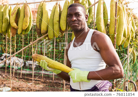 Farmer holding harvest of Luffa plants Farmer holding harvest of Luffa plants 76811854