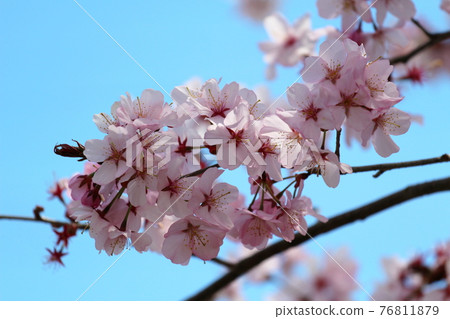 Yamazakura Yamazakura 76811879