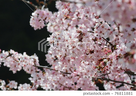 山櫻 76811881