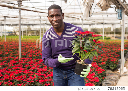 African worker caring of Euphorbia pulcherrima African worker caring of Euphorbia pulcherrima 76812065