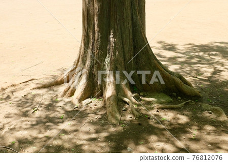 The root of a rugged tree with warm sunlight 76812076